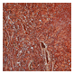 Red Travertine